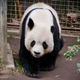 Illustration for article titled How Do Pandas Eat So Much Bamboo?